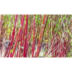 Nasiona Bambus czerwony szt.5 Nxx338